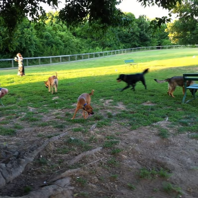 Shelby Dog Park